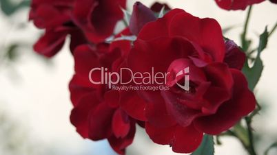 Red Rose Flowers 003
