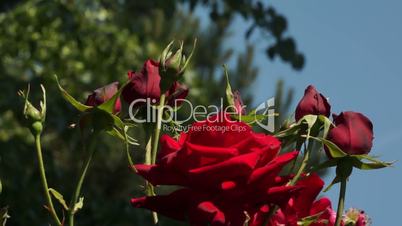 Red Rose Flowers 001