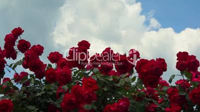 Red Rose Flowers 006
