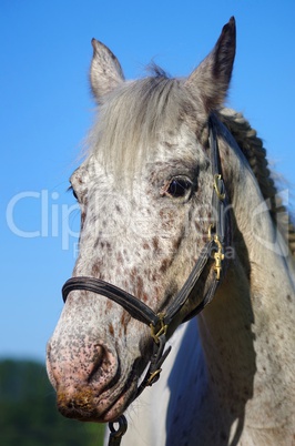 Pferde Friesen in der Natur Portrait