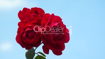 Red Roses Flowers 005