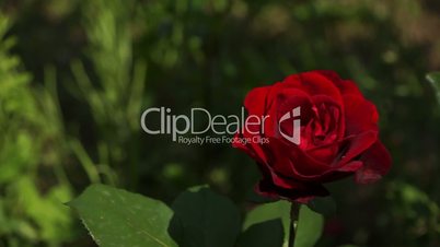 Red Roses Flowers 007
