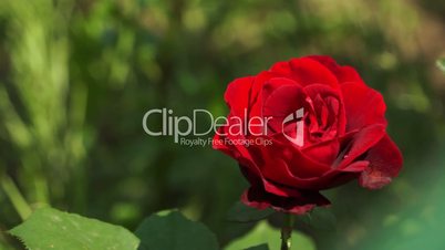 Red Roses Flowers 008