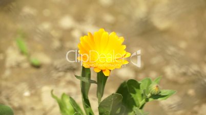 Yellow Flower 001