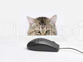 cat hunts a computer mouse