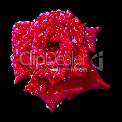 a blooming red rose bud in the drops of water
