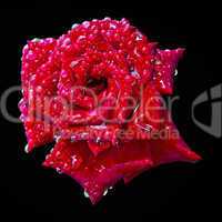 a blooming red rose bud in the drops of water