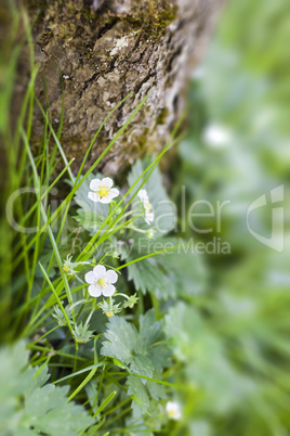 wild strawberry