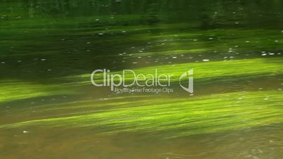 green seaweed in the river