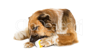 Hund mit einem Ball