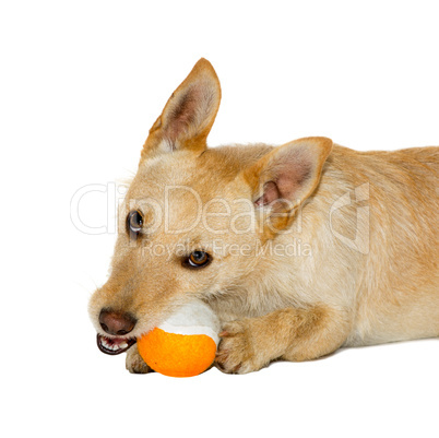 Hund mit einem Ball