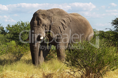 afrikanischer Elefant