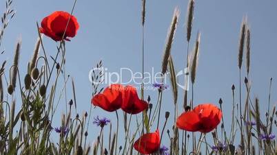 Klatschmohn (Papaver rhoeas)