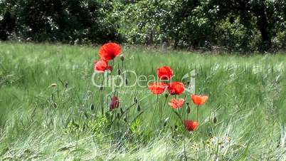 Klatschmohn (Papaver rhoeas)