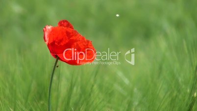 Klatschmohn (Papaver rhoeas) und Getreide