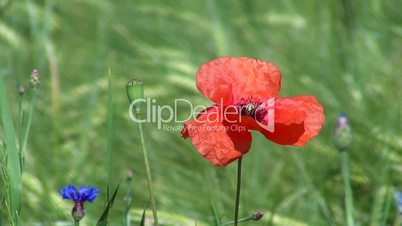 Klatschmohn (Papaver rhoeas) und Getreide