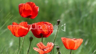 Klatschmohn (Papaver rhoeas) und Getreide