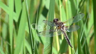 Vierfleck (Libellula quadrimaculata)