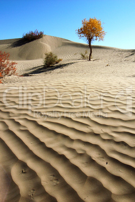 Landscape of desert