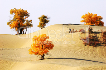 Landscape of desert