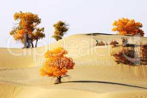 Landscape of desert