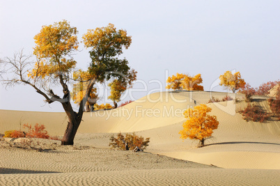 Landscape of desert
