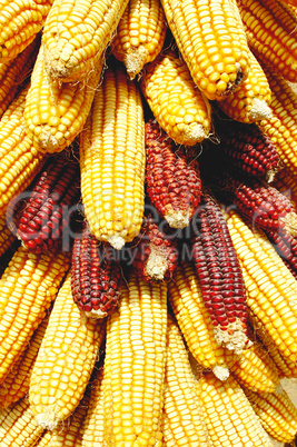 Pile of corn cobs