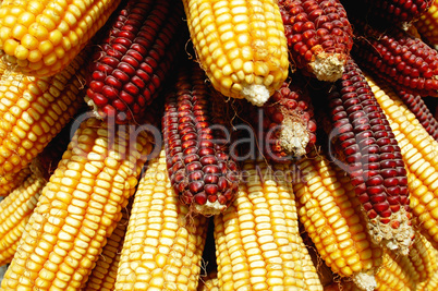 Pile of corn cobs