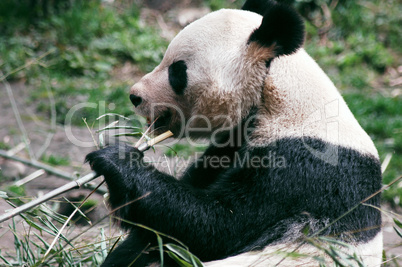 Giant panda