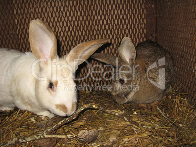 Pair domestic rabbits