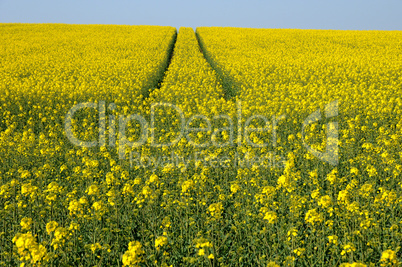 Val d Oise, a field of rape in spring