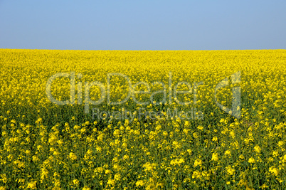 Val d Oise, a field of rape in spring