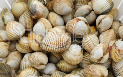 cockles on the Trouville market in Normandy