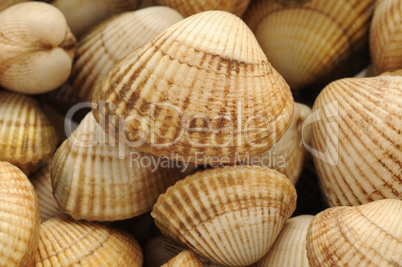 cockles on the Trouville market in Normandy