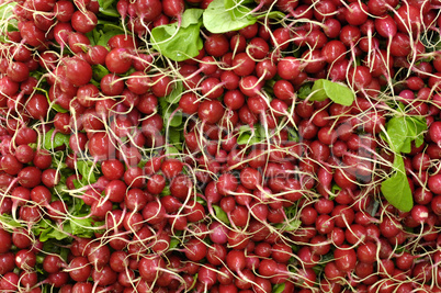 radishes on the market