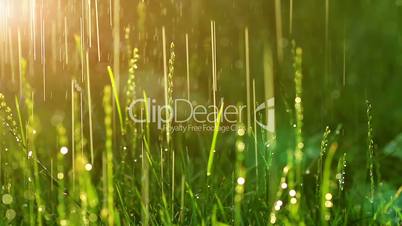 dew drops in lights on green grass.