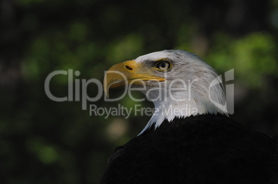 Weißkopfseeadler