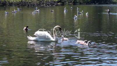 Swans swimming with their babies with seagulls behind