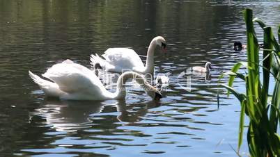 Couple of swans swimming in a pond with their cygnets