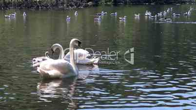 Couple of swans swimming in a pond with their cygnets, with seagulls behind