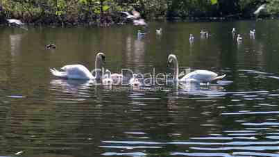 Couple of swans swimming in a pond with their cygnets, with seagulls flying behind
