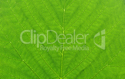 green leaf macro