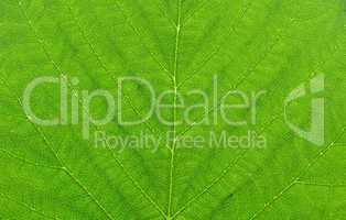 green leaf macro