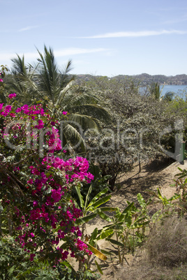 Looking at the ocean from high in the jungle