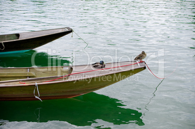 Enten auf Boot