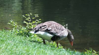 Duck walking and drinking water