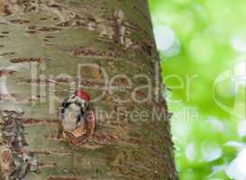 great spotted woodpecker