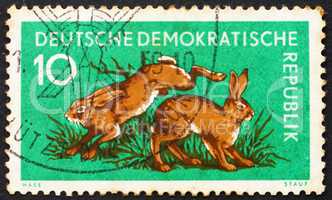 Postage stamp GDR 1959 Hares, Lepus Timidus, Animal