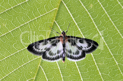 Butterfly on the green leaf