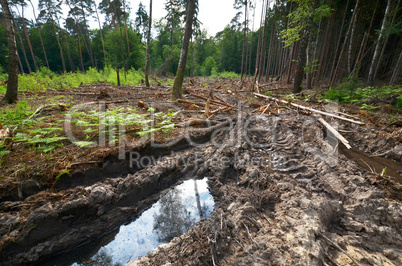 Bodenzerstörung durch Forstwirtschaft